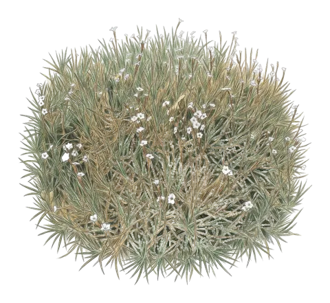 Acantholimon acerosum