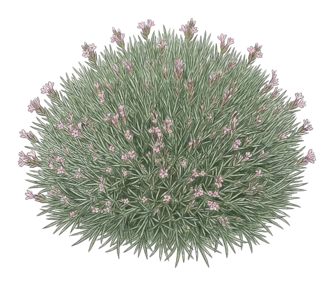 Acantholimon androsaceum