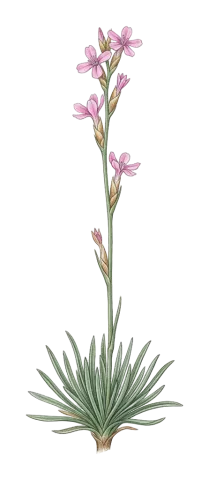 Acantholimon petraeum