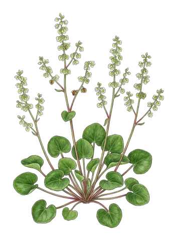 Oxyria digyna