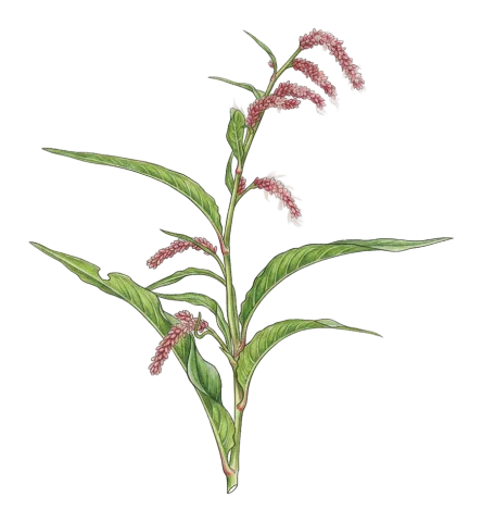 Persicaria decipiens