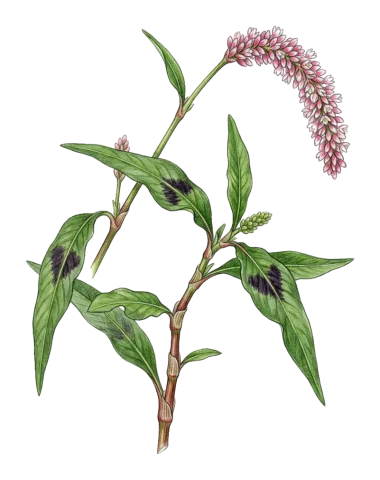 Persicaria lapathifolia