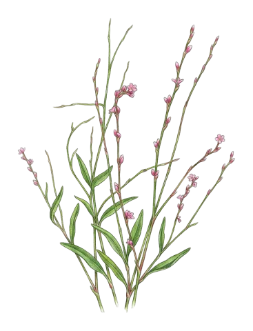 Polygonum bellardii