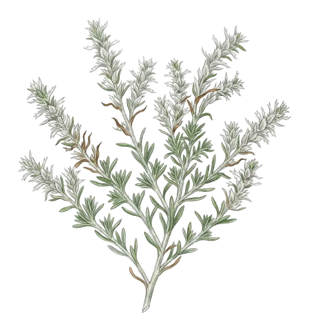 Polygonum paronychioides