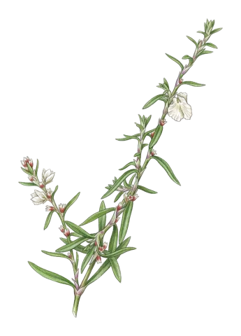 Polygonum polycnemoides