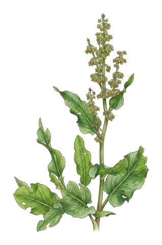 Rumex angustifolius
