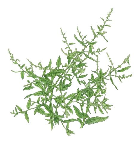 Rumex conglomeratus