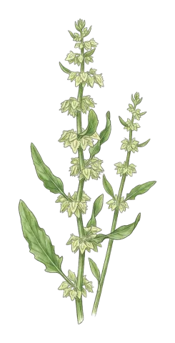 Rumex dentatus