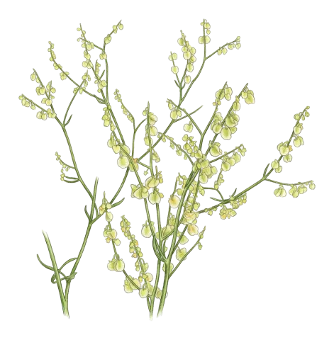 Rumex scutatus