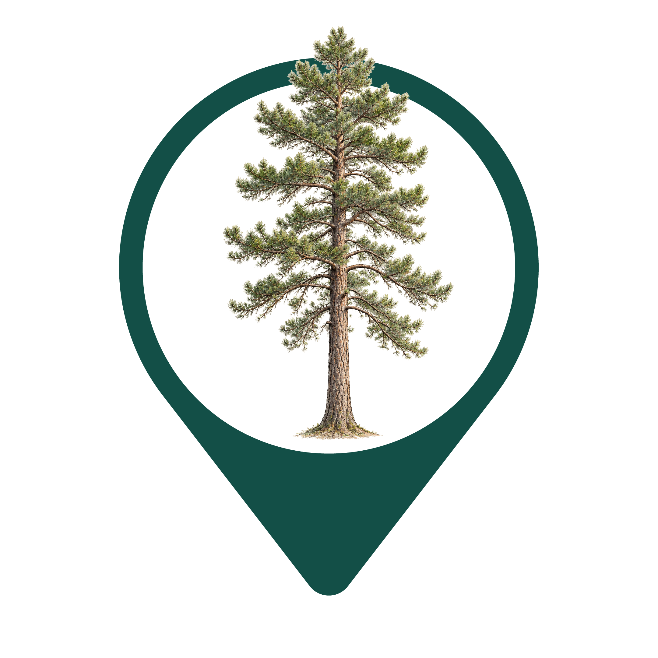 Bruttia Pine