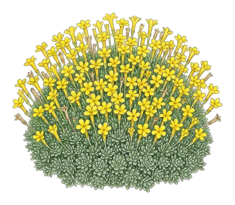 Dionysia odora