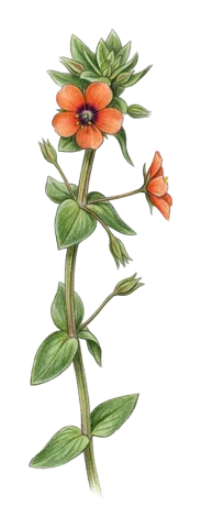Lysimachia arvensis