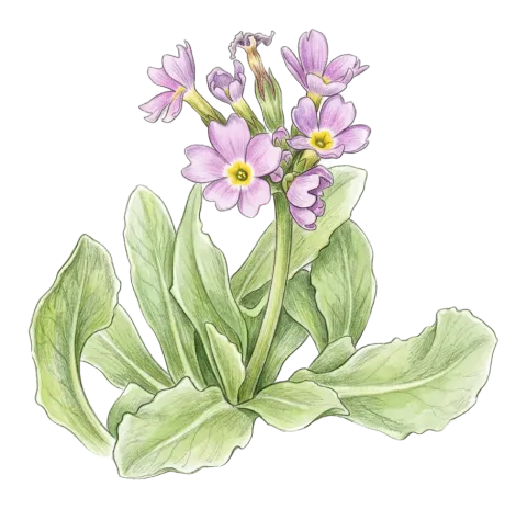 Primula auriculata