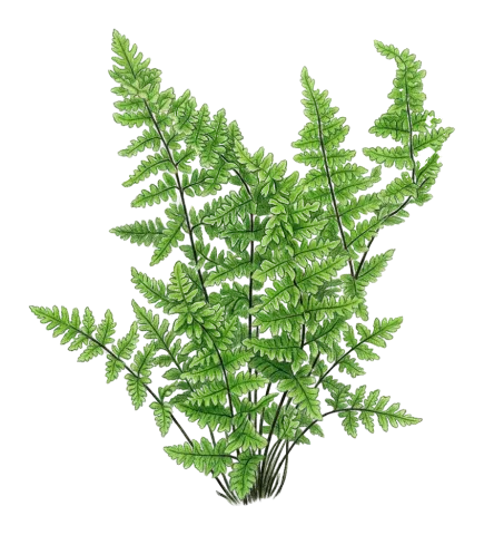 Aleuritopteris persica