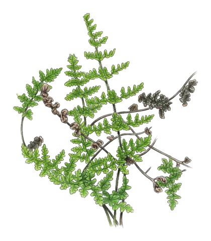 Hemionitis persica