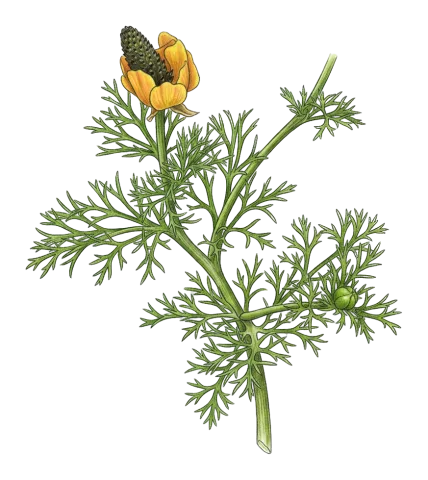 Adonis dentata