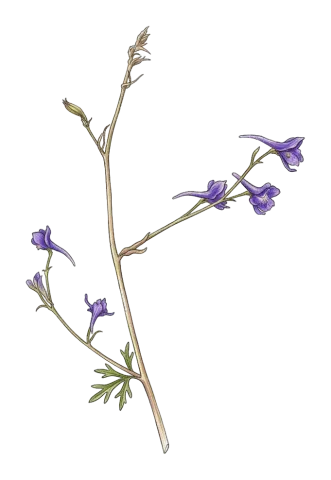 Delphinium micranthum