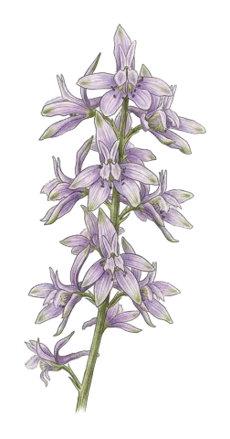 Delphinium pallidiflorum