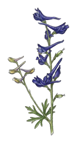 Delphinium peregrinum