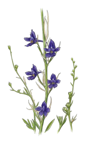 Delphinium quercetorum