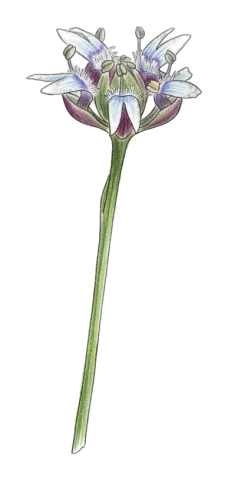 Nigella nigellastrum