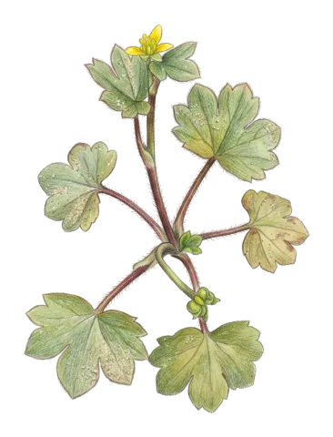 Ranunculus chius