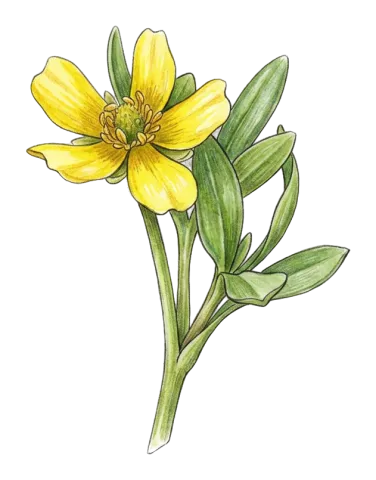 Ranunculus myosuroides