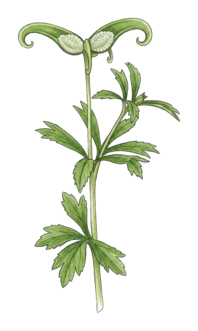 Ranunculus pinardii