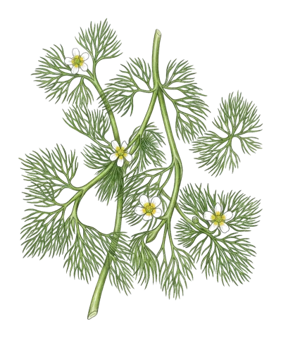 Ranunculus rionii