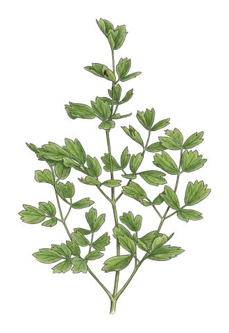 Thalictrum minus