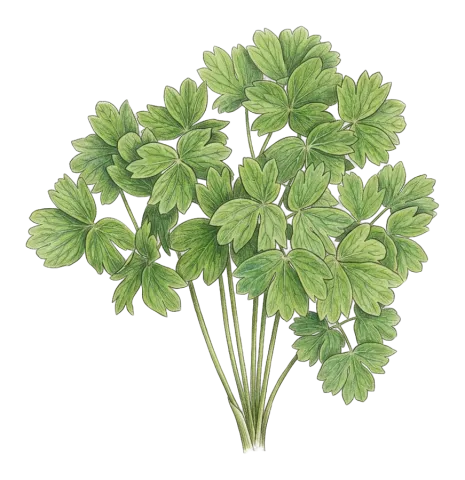 Thalictrum sultanabadense