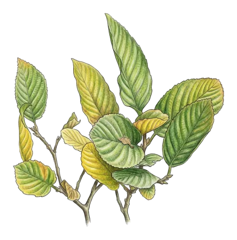 Rhamnus cornifolia