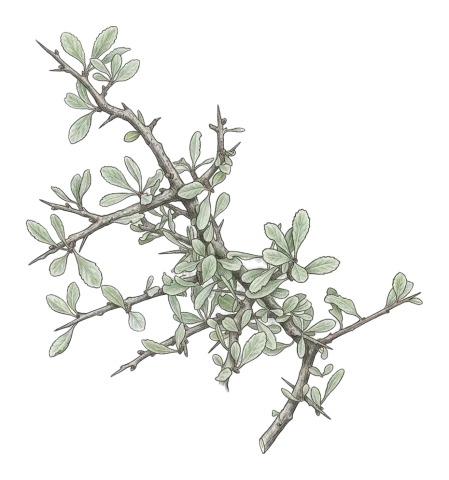 Rhamnus kurdica