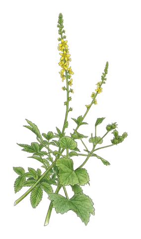 Agrimonia eupatoria