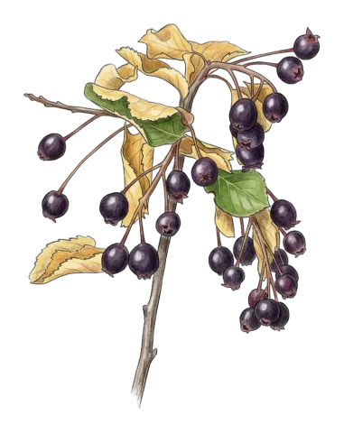 Amelanchier ovalis