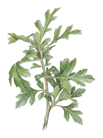 Crataegus zagrica