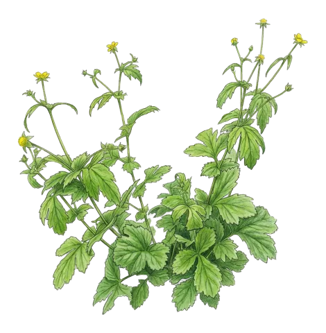 Geum urbanum