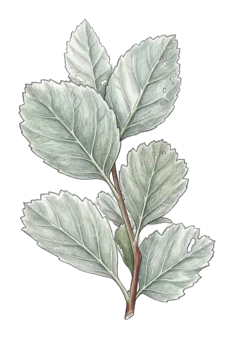 Hedlundia persica
