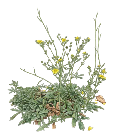 Potentilla kurdica