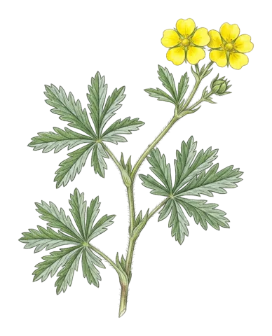 Potentilla pedata