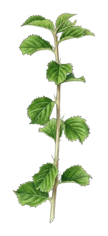 Prunus brachypetala