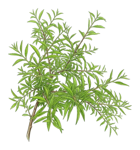 Prunus webbii
