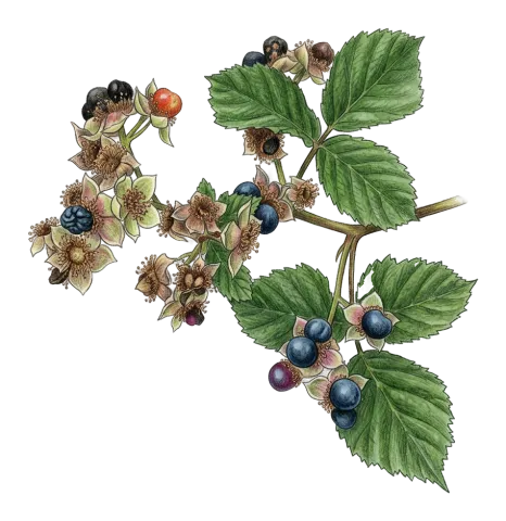 Rubus caesius