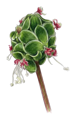 Sanguisorba verrucosa