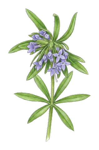Asperula arvensis