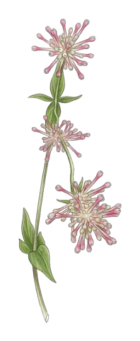 Asperula asterocephala