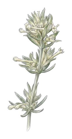Asperula glomerata