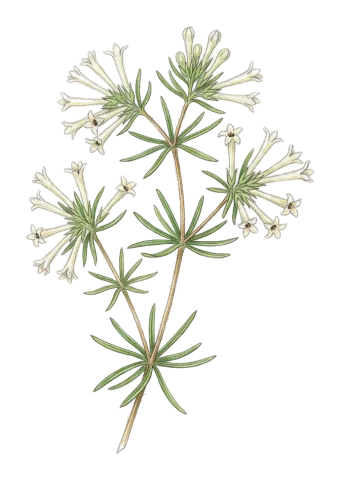Asperula insignis