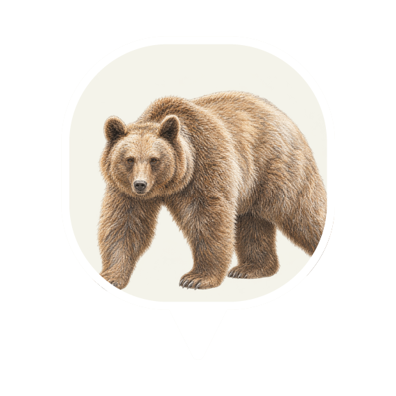 Syrian Brown Bear