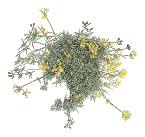 Asperula prostrata